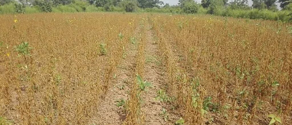 Climate Adaptation Project With IDRC & IIED (2024–2026) - Noble Youth Foundation, Uganda