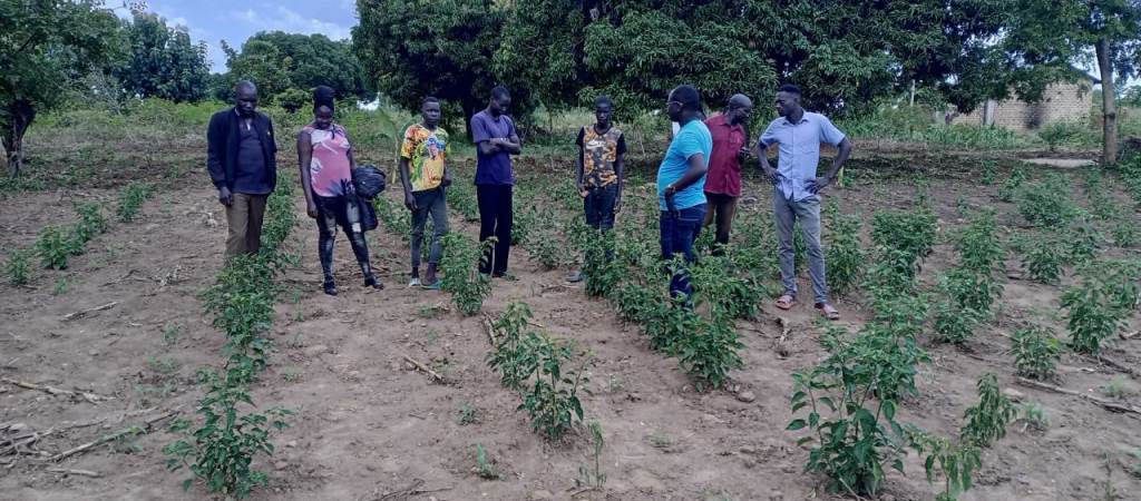 Oilseed Farming Project With SDF/PSFU (2018–2019)